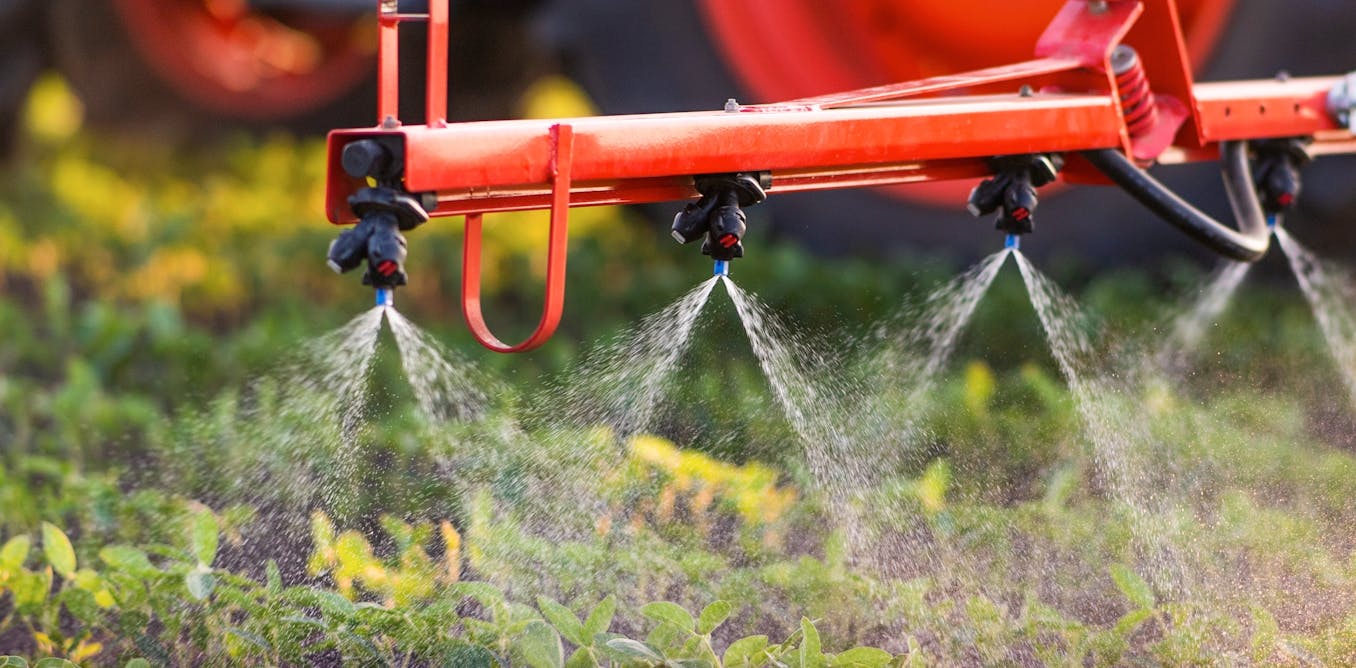 An immediate ban has been issued for the herbicide dacthal. What are ...