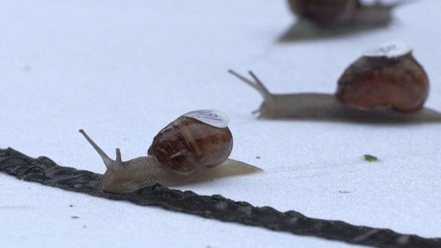 Bilbo Sluggins wins World Snail Racing Championship - Australian Online ...