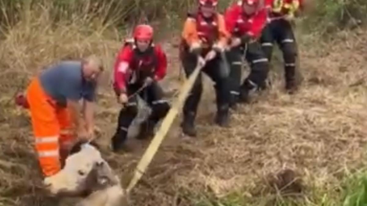 Large cow rescued from Norfolk canal - Australian Online News