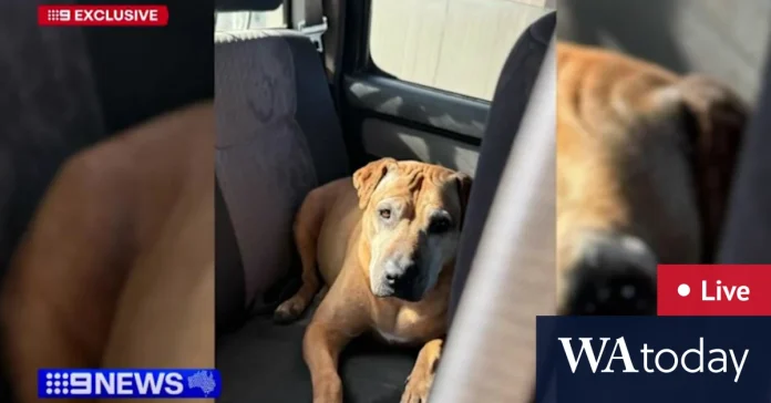 WA family heartbroken after dog stabbed to death at park - Australian ...